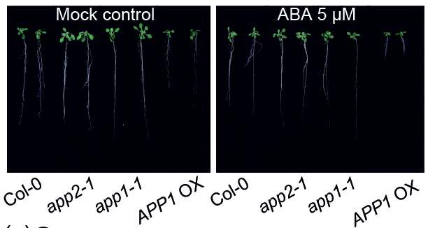 APP1 과발현체와 결함 돌연변이체의 변화된 앱시스산 반응성 (뿌리생장)
