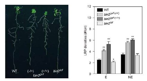 BIN2 돌연변이체의 곁뿌리 발달의 변화.