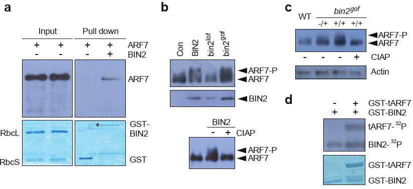 BIN2와 ARF7의 상호작용 및 BIN2에 의한 ARF7의 인산화