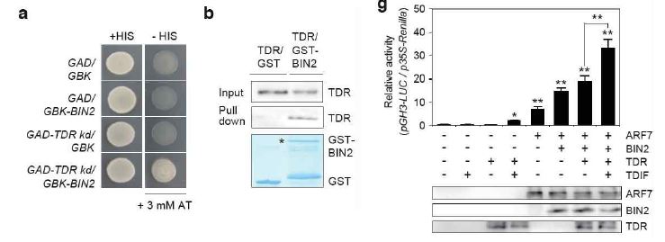 BIN2와 TDR의 상호작용 및 TDIF-TDR에 의한 BIN2의 활성화