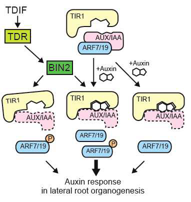 세포 비 의존적인 TDIF-TDR-BIN2 활성화 기작에 의한 옥신신호전달 및 곁뿌리 발달의 조절 모델