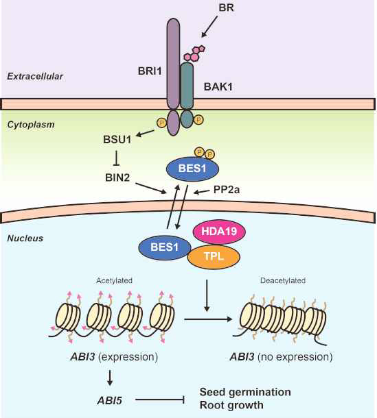 발아 과정에서 BES1-TPL/HDA 복합체에 의한 ABA 신호전달의 조절 기작