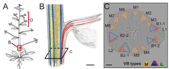 X-ray tomography를 이용한 물관 네트워크 및 관다발 특성 분석.