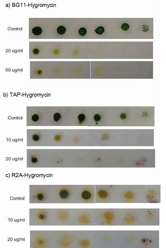 Ettlia antibiotics susceptibility test