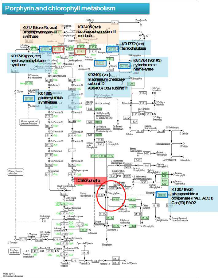 Porphyrin과 Chlorophyll 대사경로