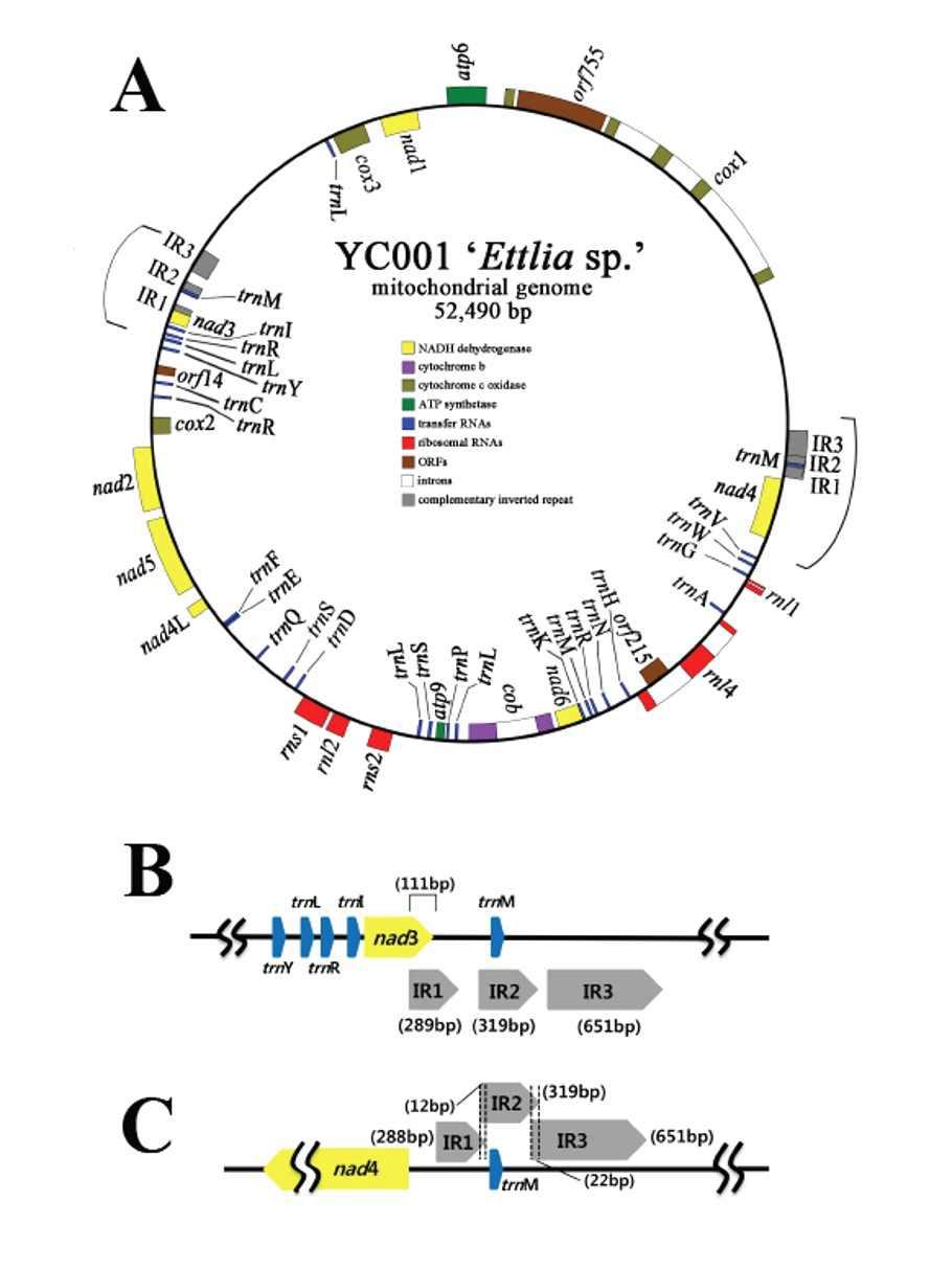 Ettlia mitochondria genome map(a)과 2개(b, c)의 the complementary Inverted repeat gene(IR1,2,3)