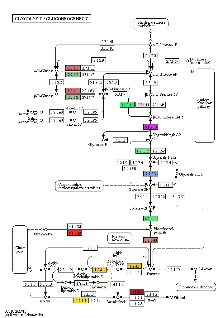 Glycolysis와 Gluconeogenesis pathway in Ettlia