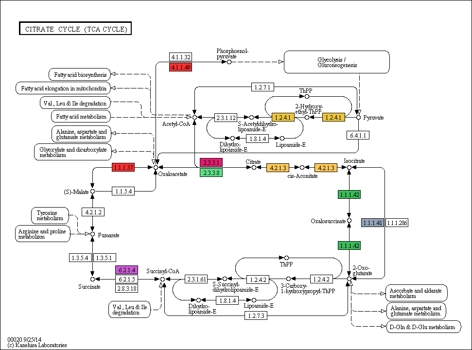 TCA cycle pathway in Ettlia