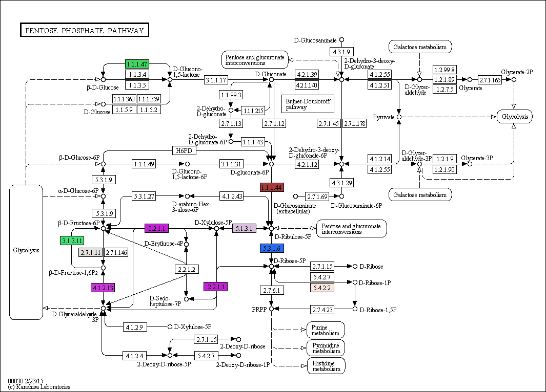 Pentose phospate pathway in Ettlia