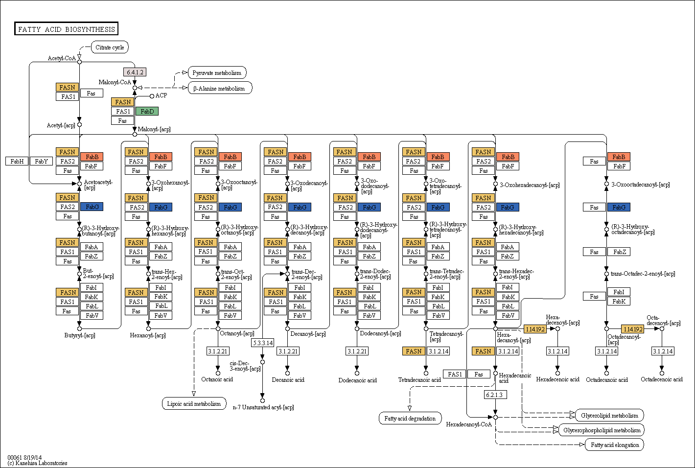 Fatty acid biosynthesis pathway in Ettlia