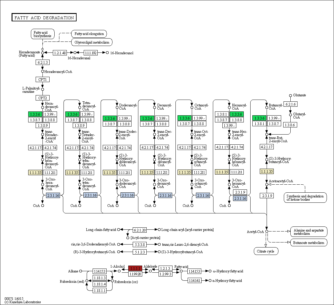 Fattyacid degradation pathway in Ettlia