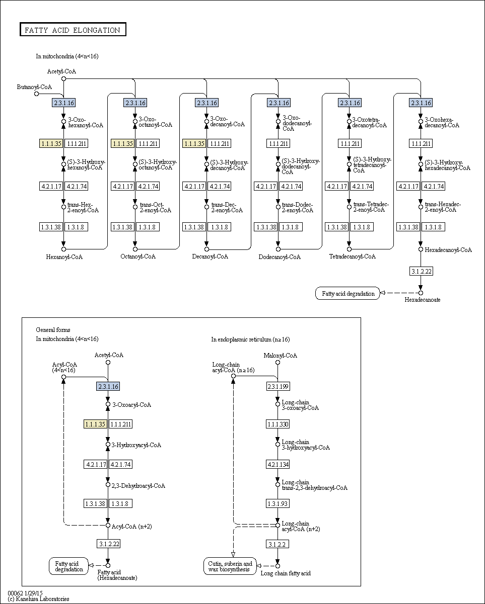 Fatty acid elongation pathway in Ettlia