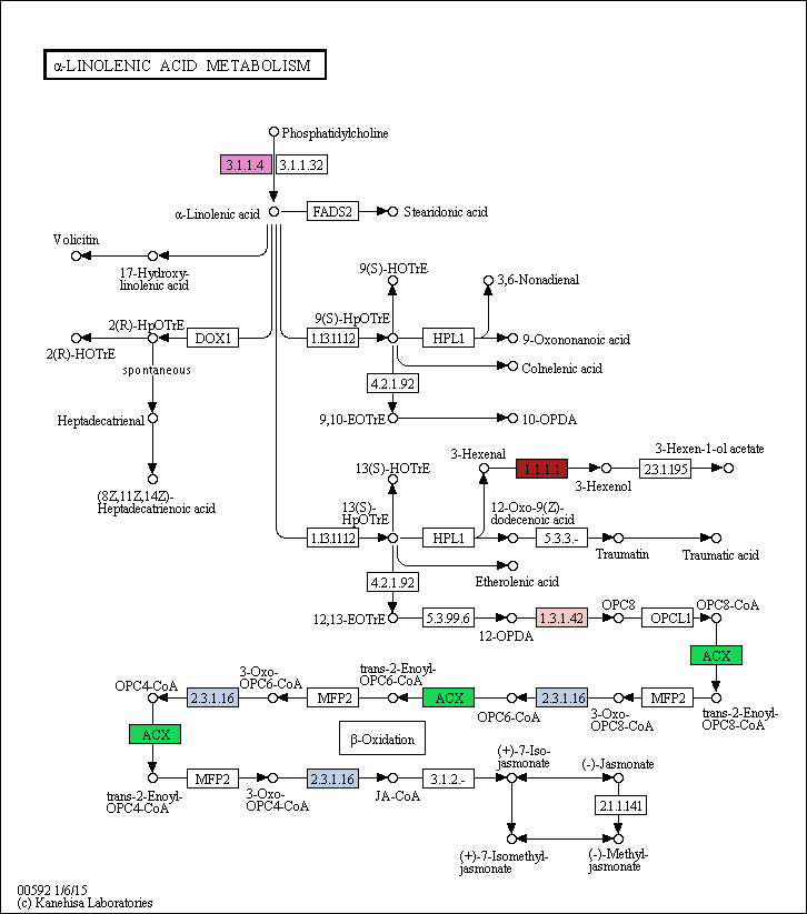 Linoenic acid metabolism pathway in Ettlia