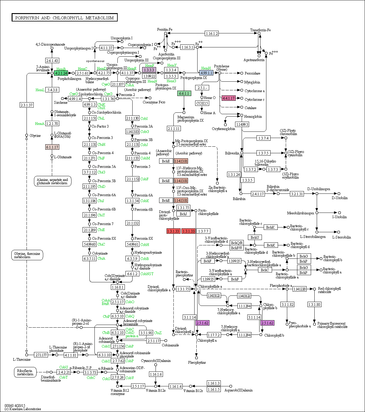 Porphyrin and chlorophyll metabolism pathway in Ettlia