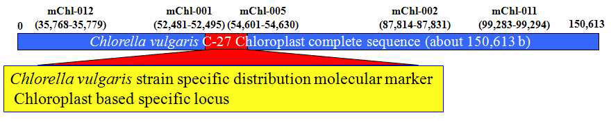 Chlorella vulgaris의 주(strain) 수준의 식별을 가능하게 하는 chloroplast based specific locus