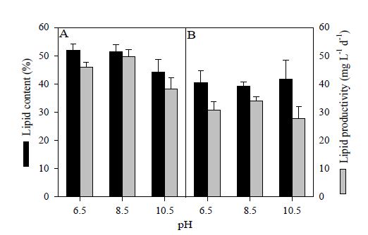10% 이산화탄소와 1 N KOH/HCl로 pH를 6.5, 8.5, 10.5으로 조절한 연속배양에서 배양된 Ettlia sp. YC001의 광합성 특성