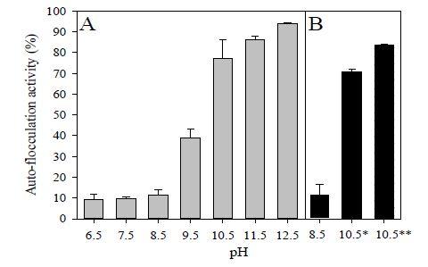 1N KOH와 HCl에 의해 pH 6.5 - 12.5로 조절된 Ettlia sp.YC001의 응집효율 (A)와 10% 이산화탄소에 의해 pH 8.5와 10.5로 조절된 연속배양에서 채취된 Ettlia sp. YC001 의 배양액의 응집효율