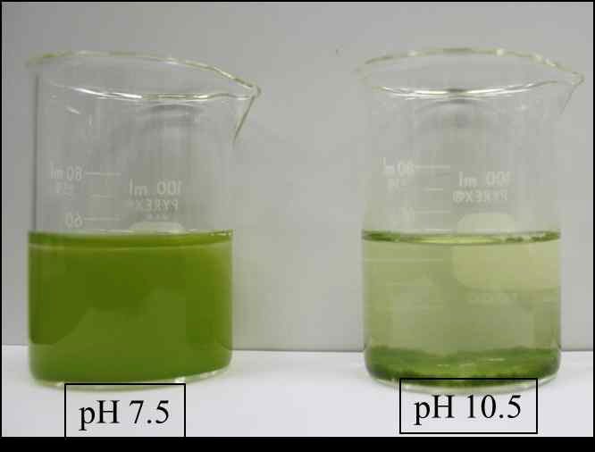 1N KOH/HCl로 pH를 7.5와 10.5으로 조절한 후, 30 분 후 Ettlia sp. YC001의 배양액 사진