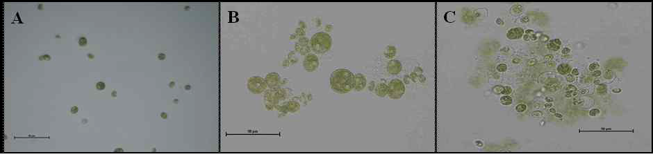 1N KOH/HCl로 pH를 9.5 (A), 10.5 (B), 12.5 (C)로 조절한후, 30 분 후 Ettlia sp. YC001의 배양액 광학현미경 사진