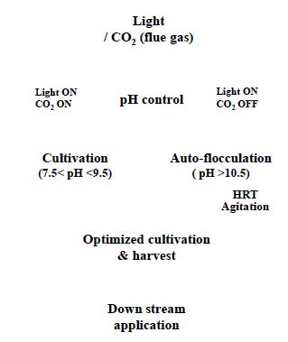 광과 이산화탄소를 이용한 최적 pH 조절을 통한 미세조류의 배양 및 수확 공정도
