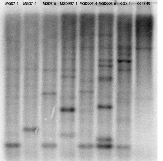 Southern blot image of transformants.