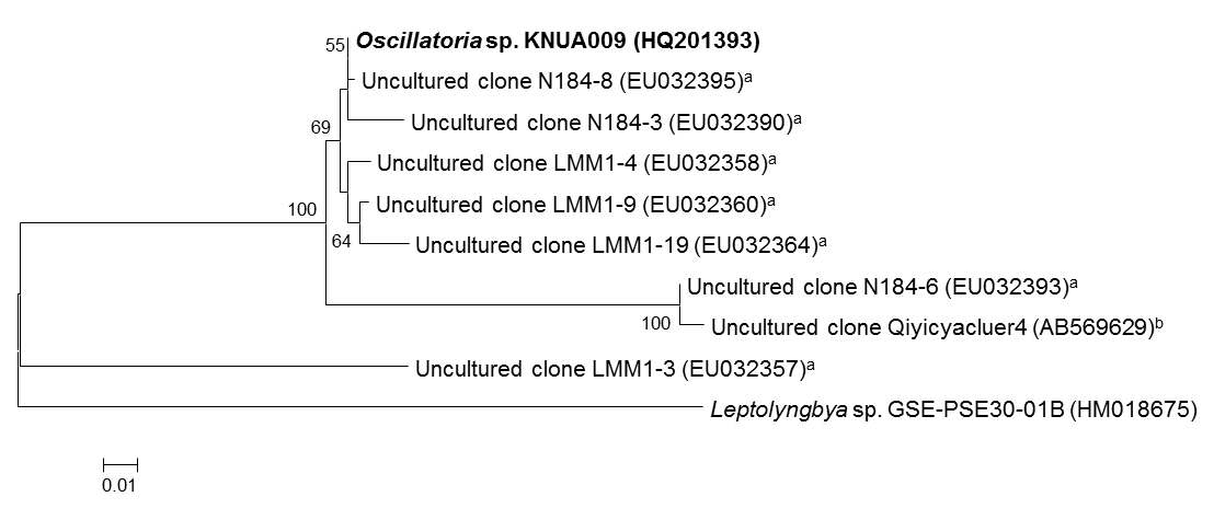 ITS 염기서열 분석으로 해석된 strain KNUA009의 계통수.