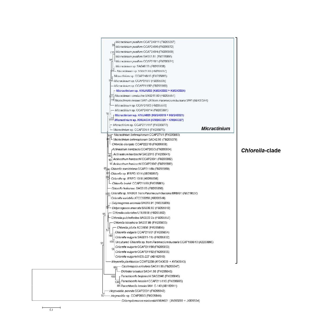 ML tree of the concatenated SSU rRNA and ITS sequences.