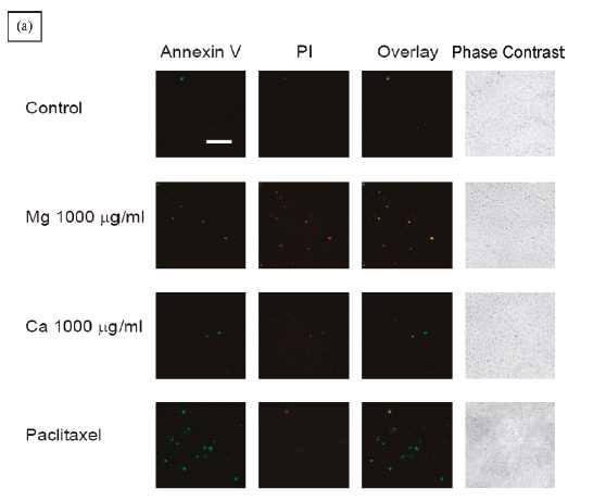 Fig. 16. Apoptosis를 이용한 세포 독성 시험.