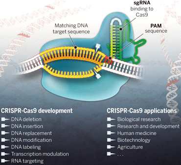 그림 3. 최근에 개발된 유전자가위 CASPR/Cas9으로 편리하게 유전체교정실시 (Doudna and Charpentier, 2014)