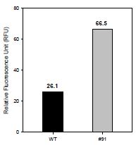 그림 1. Comparison of lipid content of Wild-Type and Mutant #91 by photoluminescence