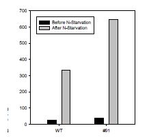 그림 3. Comparison of lipid content of Wild-Type and Mutant #91 before and after Nitrogen starvation