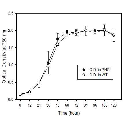 그림 12. TAP 배지에서 배양한 형질전환체(PNG)의 생장속도 – 흡광도 측정