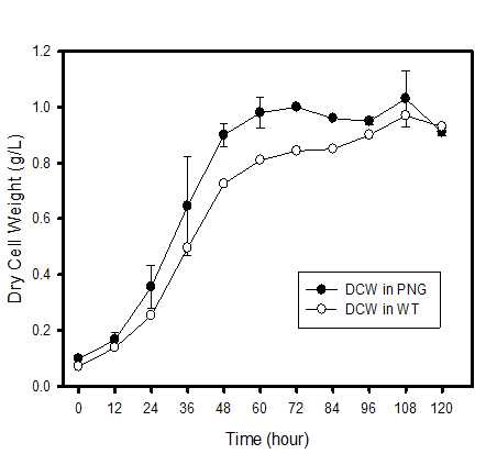 그림 13. TAP 배지에서 배양한 형질전환체(PNG)의 생장속도-건조 질량