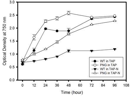 그림 16. 유도 후 야생형과 형질전환체(PNG)의 시간에 따른 흡광도
