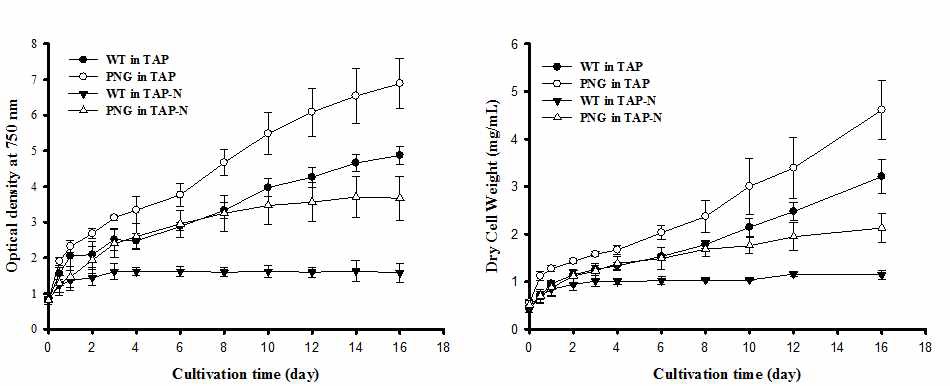 그림 25. 장기 배양(16일) 후 흡광도(좌 )와 건조질량(우)