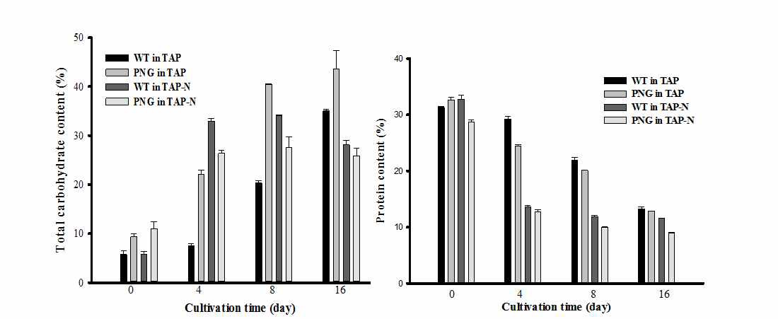 그림 27. 장기 배양(16일) 후 탄수화물 함량(좌)과 단백질 함량(우)