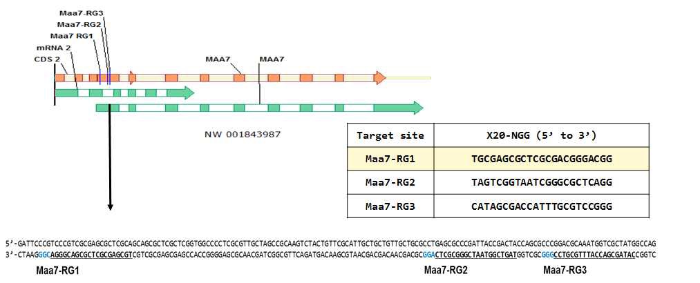 그림 33. Maa7 유전자의 knock out을 위한 가이드 RNA 디자인