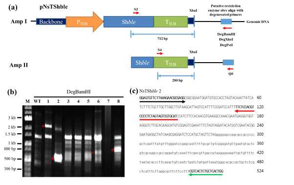 그림35 RESDA PCR 결과. (a) RESDA PCR 모식도. (b) Amp II 결과. (c) NsTShble 시퀀싱 예시