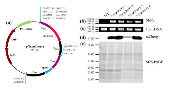 그림36 NssfCherry 형질전환체 분석. (a) pNssfCherry 벡터 맵. (b) Shble 콜로니 PCR 전기영동 결과. (c) 18s rDNA 콜로니 PCR 전기영동 결과. (d) sfCherry 형광 단백질 western blot 결과 (e) SDS-PAGE 결과