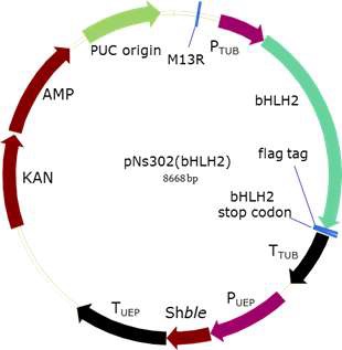 그림 42 bHLH2 과발현 벡터 (pNs302) 모식도