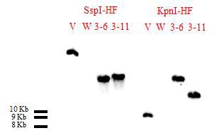 그림 49 Shble 유전자에 대한 Southern blot 분석. V, vector; W, wild type