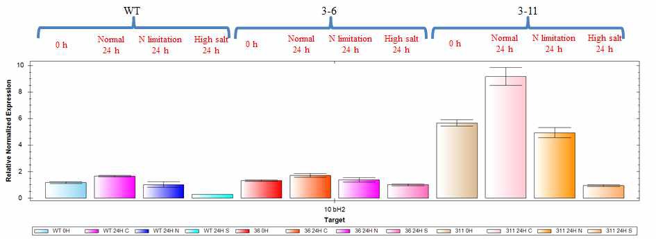 그림 51 전체 bHLH2 qRT-PCR 발현량 분석