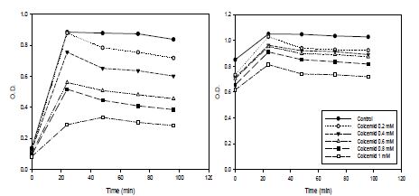 그림 52 (좌) 흡광도 0.1에서 콜체미드를 처리하였을 때의 세포 생장곡선 (우) 흡광도 0.7에서 콜체미드를 처리하였을 때의 세포 생장곡선