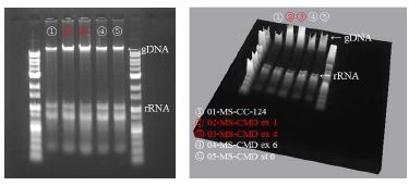 그림 54 반수체 C.reinhardtii와 선별된 네 개의 균주의 DNA 추출결과. 상단의 굵은 선이 지노믹 DNA(genomic DNA)이고 하단의 흐린 선이 리보조말 RNA(ribosomal RNA)이다. CMD ex 1과CMD ex 4가 약 2배의 형광값을 가지는 것을 확인 할 수 있다.