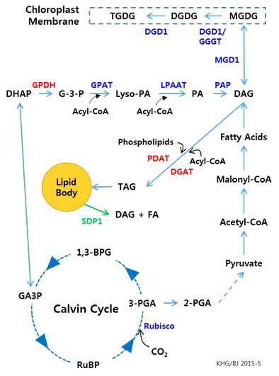 그림 61 간편화한 TAG de novo biosynthesis and assembly