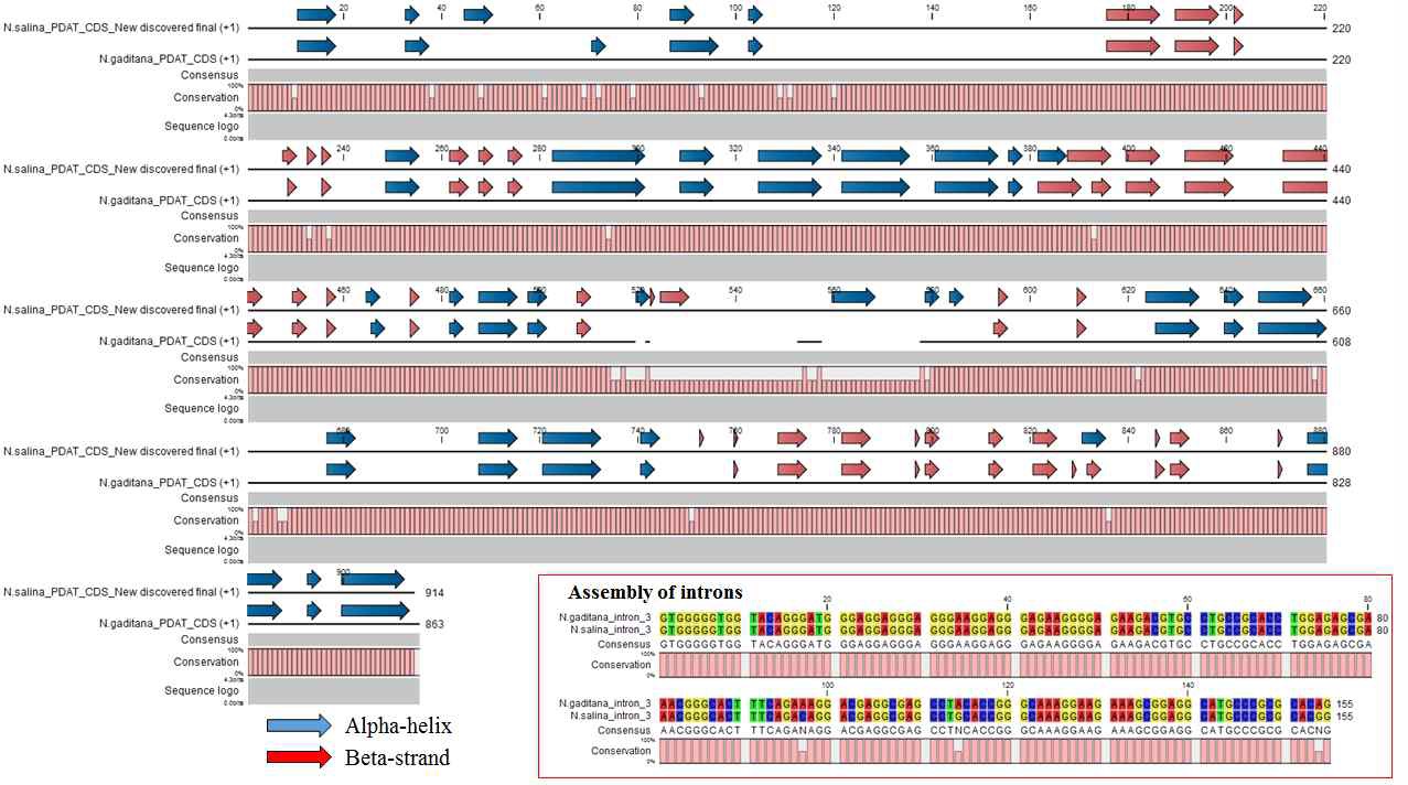 그림 64 N.salina와 N.gaditana의 PDAT cds 서열 비교