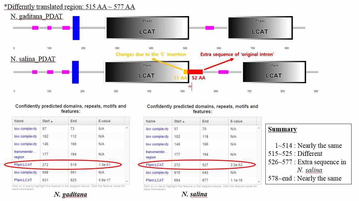그림 66 N. salina와 N. gaditana의 domain region 비교