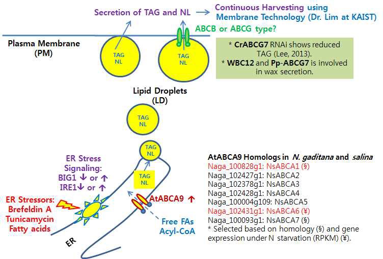 그림 75 Schematic diagram of enhanced lipid production and secretion to facilitate lipid harvest