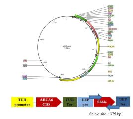 그림 79 N. salina 내재성 TUB, UEP promoter 에 ABCA6, sh ble 가 삽입되어 있는 DNA