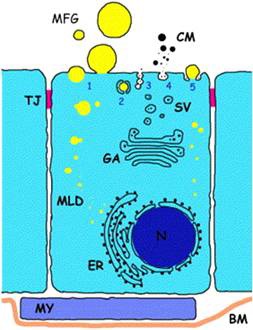 그림 80 Secretion of Milk Fat Globule (MFG) in the mammary gland (Heid and Keenan, 2005)